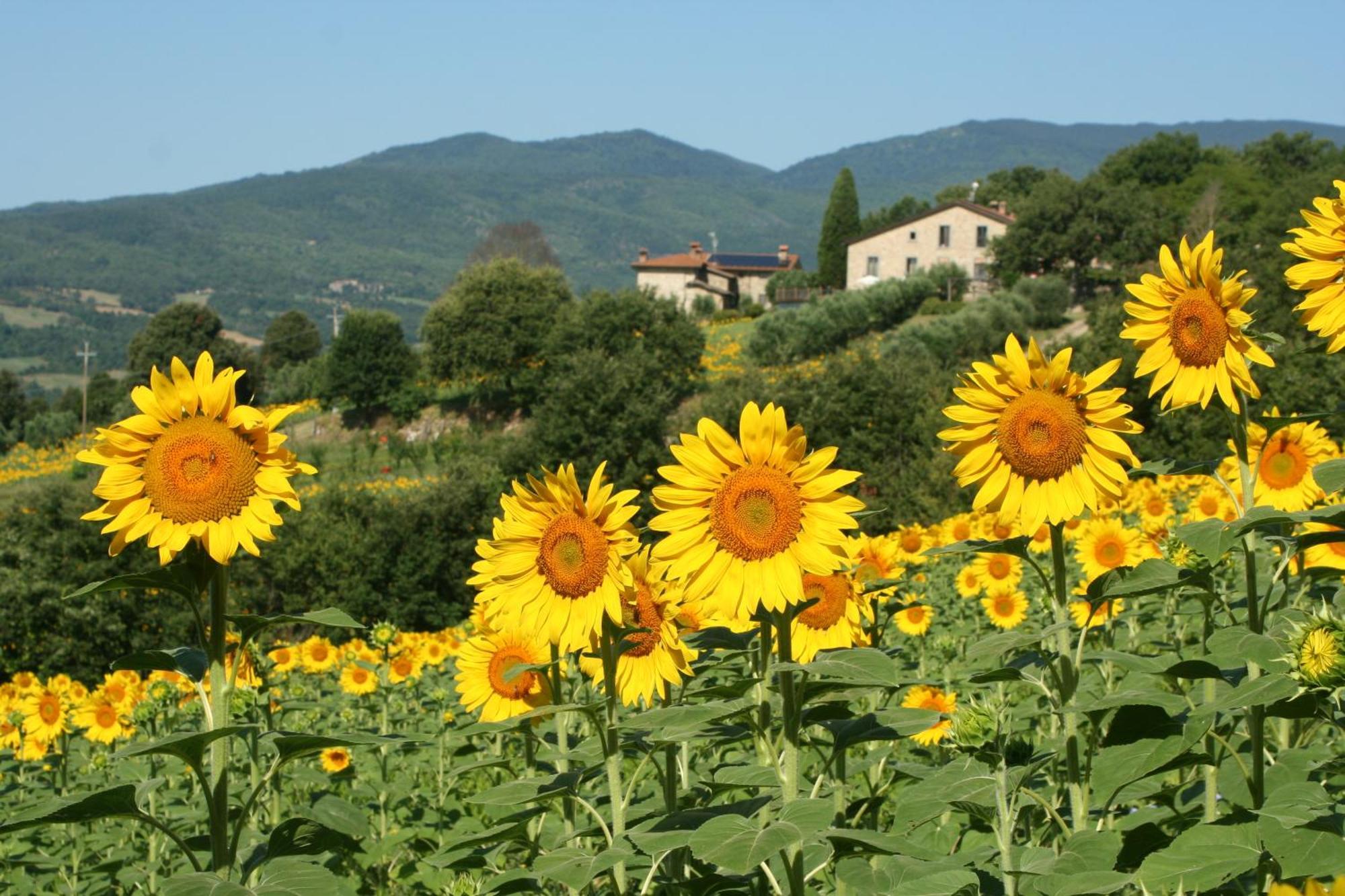 Agriturismo Le Ceregne Bio Pieve Santo Stefano Eksteriør bilde